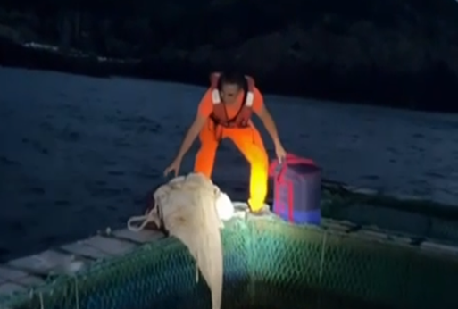 於海上平台查獲以保溫袋裝放之鸚鵡蛋 0