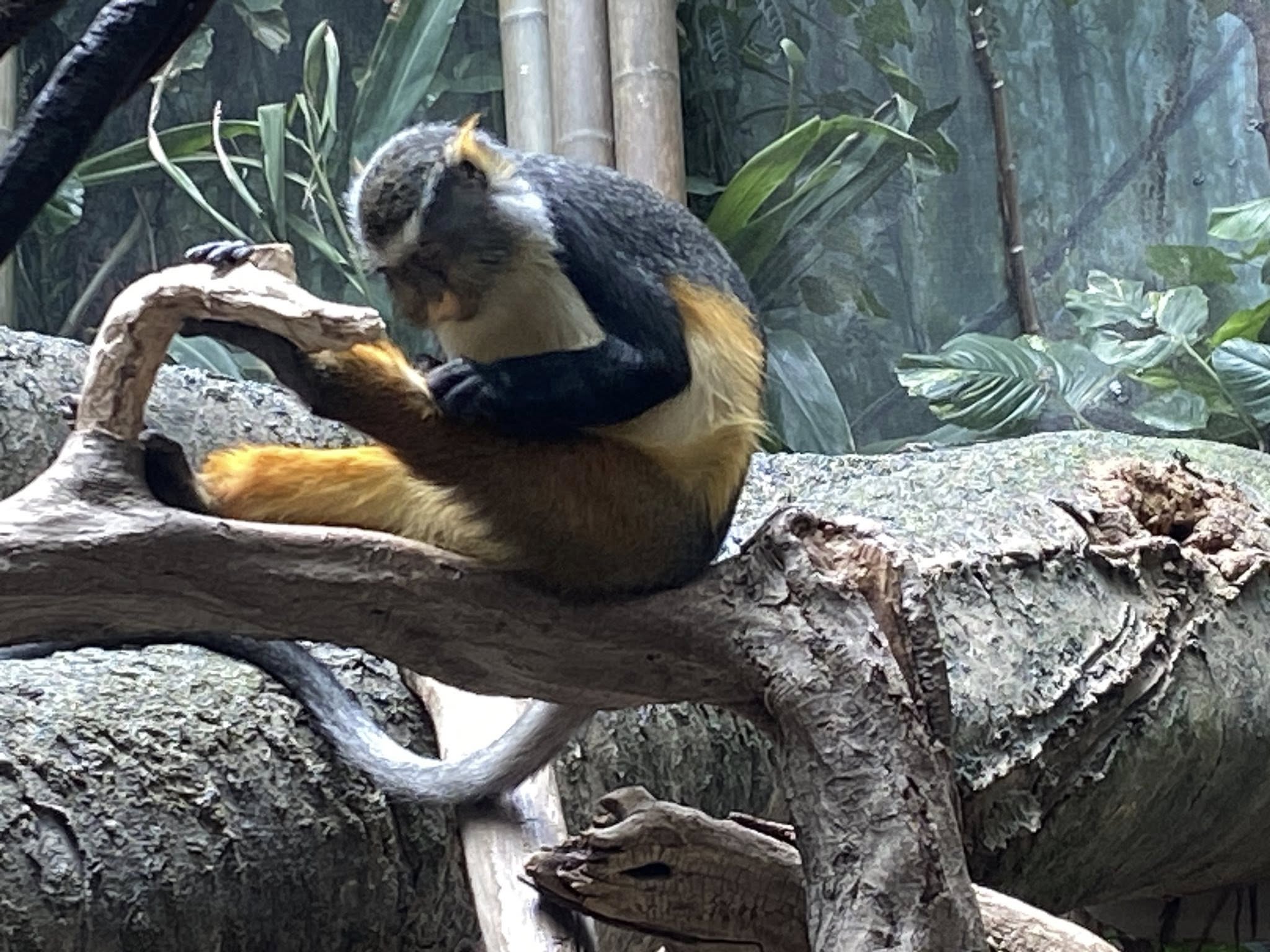 副刊/像森林的布朗克斯動物園 長尾猴 0