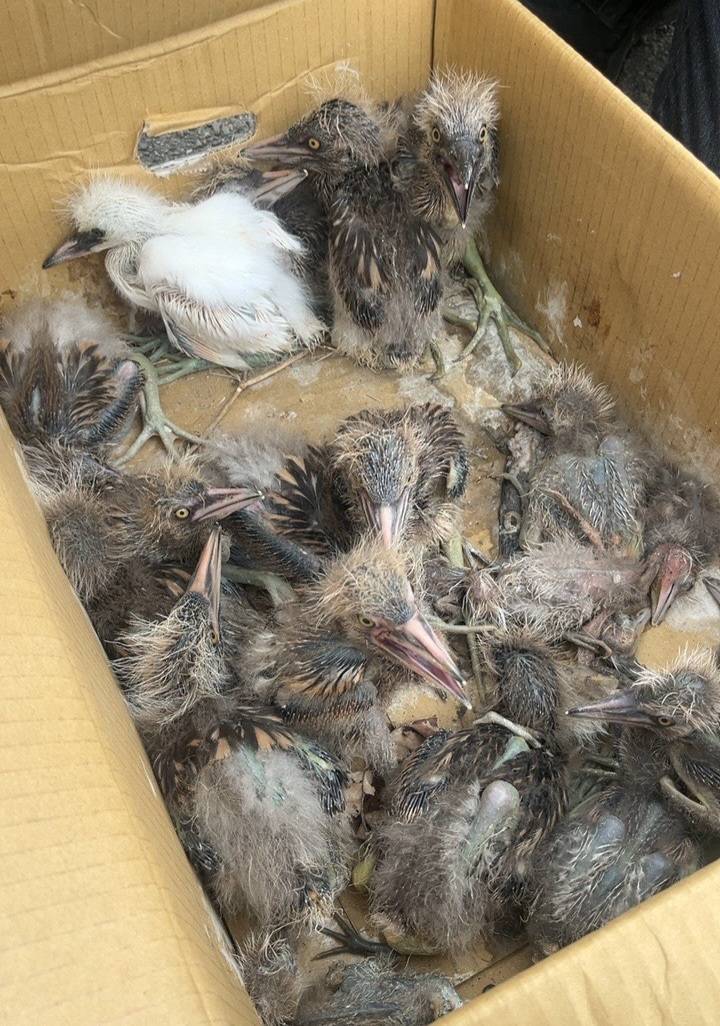 國1甲線竹圍漁港施工毀鳥巢!桃園農業局緊急搶救26鷺鷥雛鳥 1077315 0