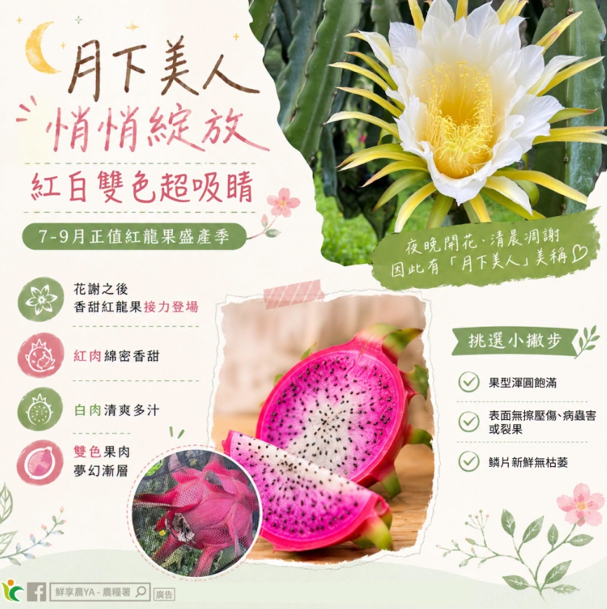 紅龍果產季到!農糧署傳授3大挑選心法 1782205639695