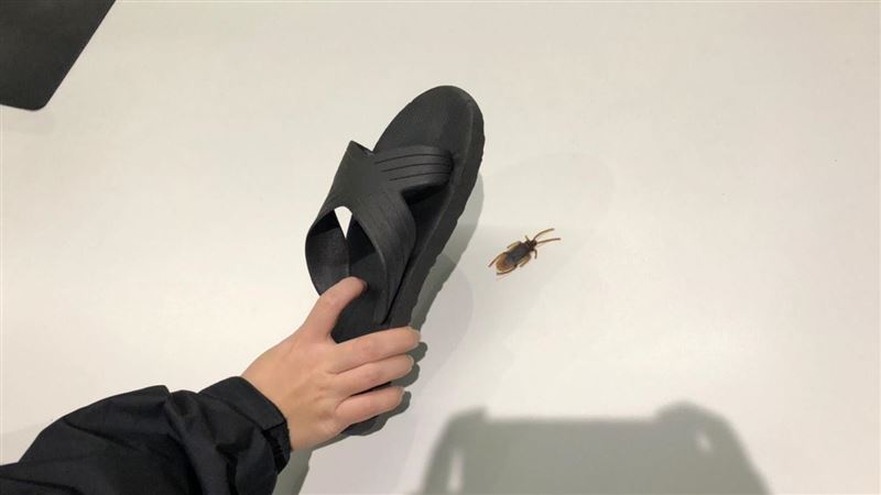 代打蟑螂每隻100元起 已媒合4人殺蟑成功 代打蟑螂每隻100元起 已媒合4人殺蟑成功