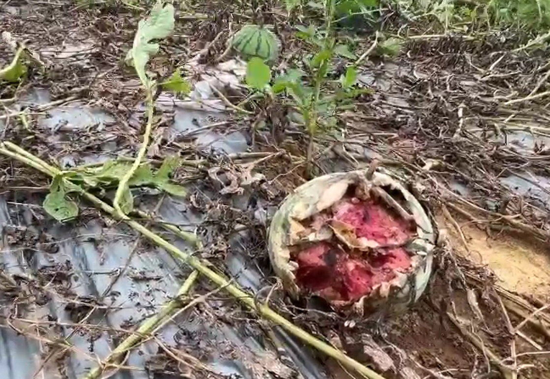 大雨狂灌!桃園43公頃瓜果田災損 農業局出手減輕損失 45324537