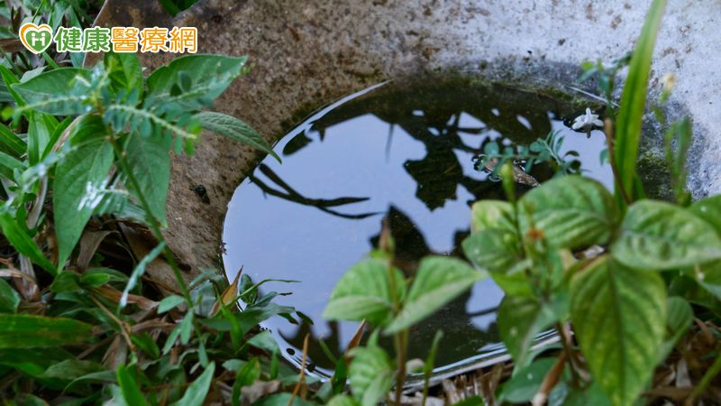 雨後病媒蚊暴增!家中「這些積水死角」快清除 防治關鍵一次看 雨後病媒蚊暴增!家中「這些積水死角」快清除 防治關鍵一次看
