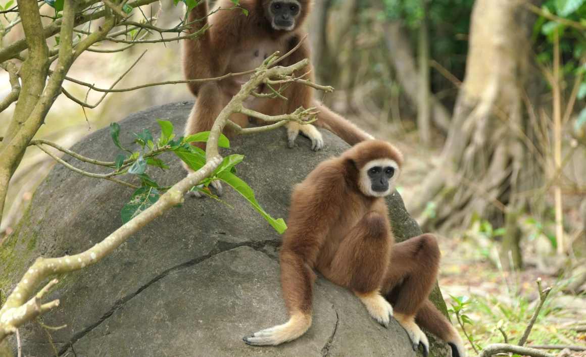 上海2小貓熊本週六抵台 北市動物園改送白手長臂猿原因曝 上海2小貓熊本週六抵台 北市動物園改送白手長臂猿原因曝