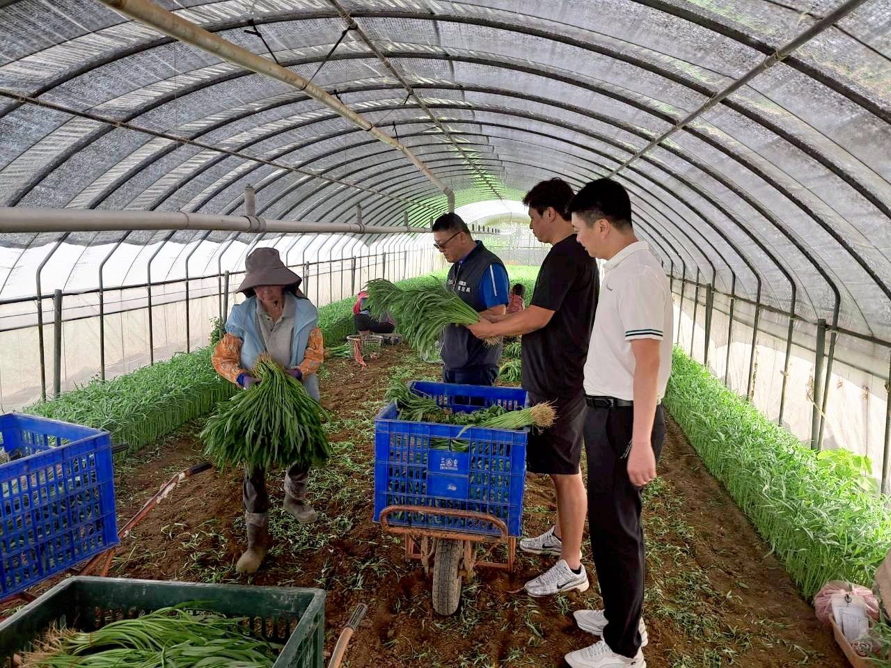 桃園啟動農業防颱應變機制 儲備95公噸蔬菜穩定市場供應 1089783 0