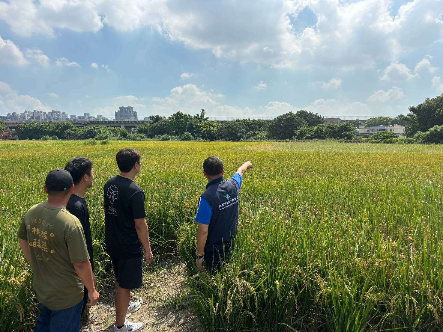 桃園啟動農業防颱應變機制 儲備95公噸蔬菜穩定市場供應 1089786 0