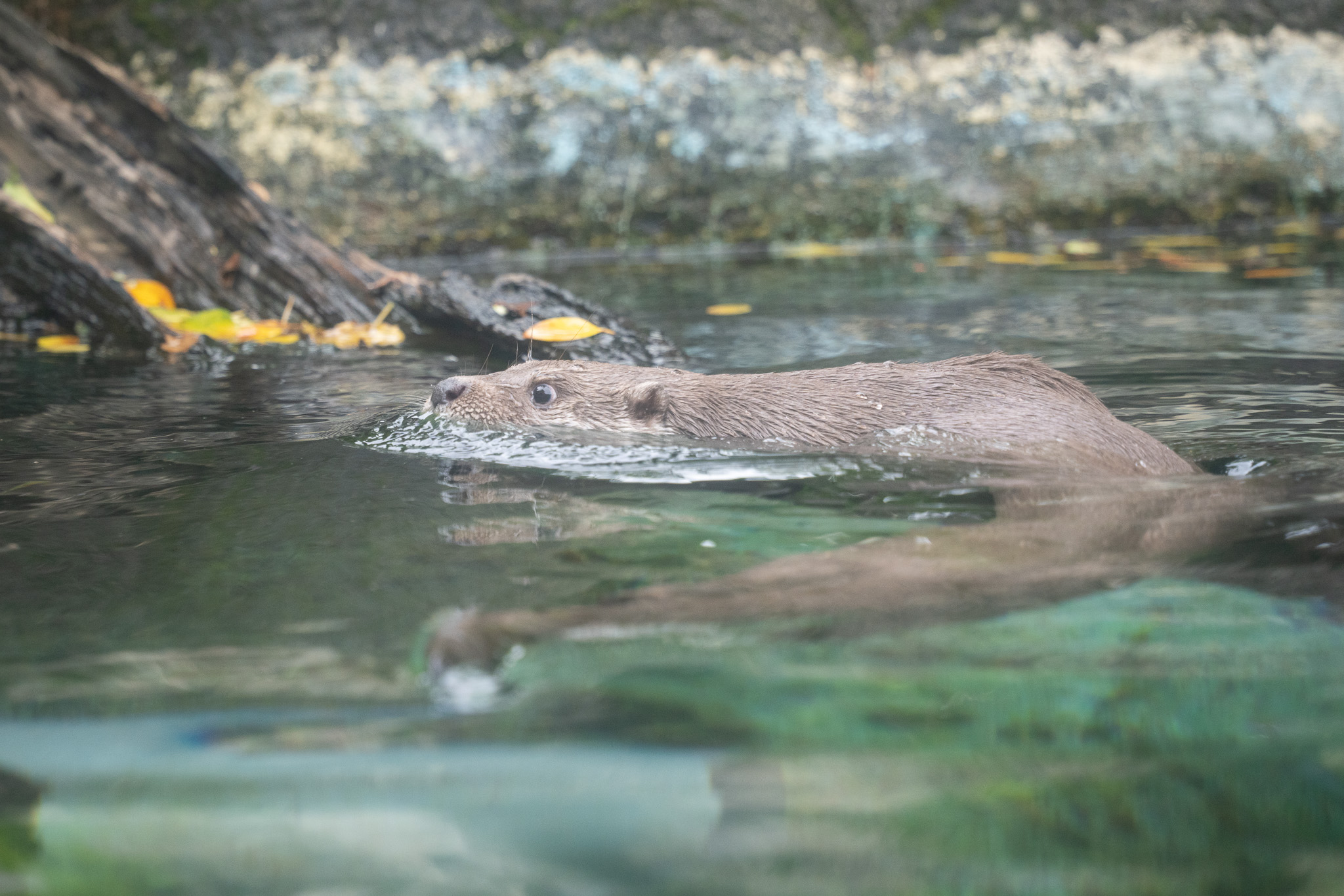 動物園夜間開放明起登場 首周活動揭密歐亞水獺習性 S 4513911 0