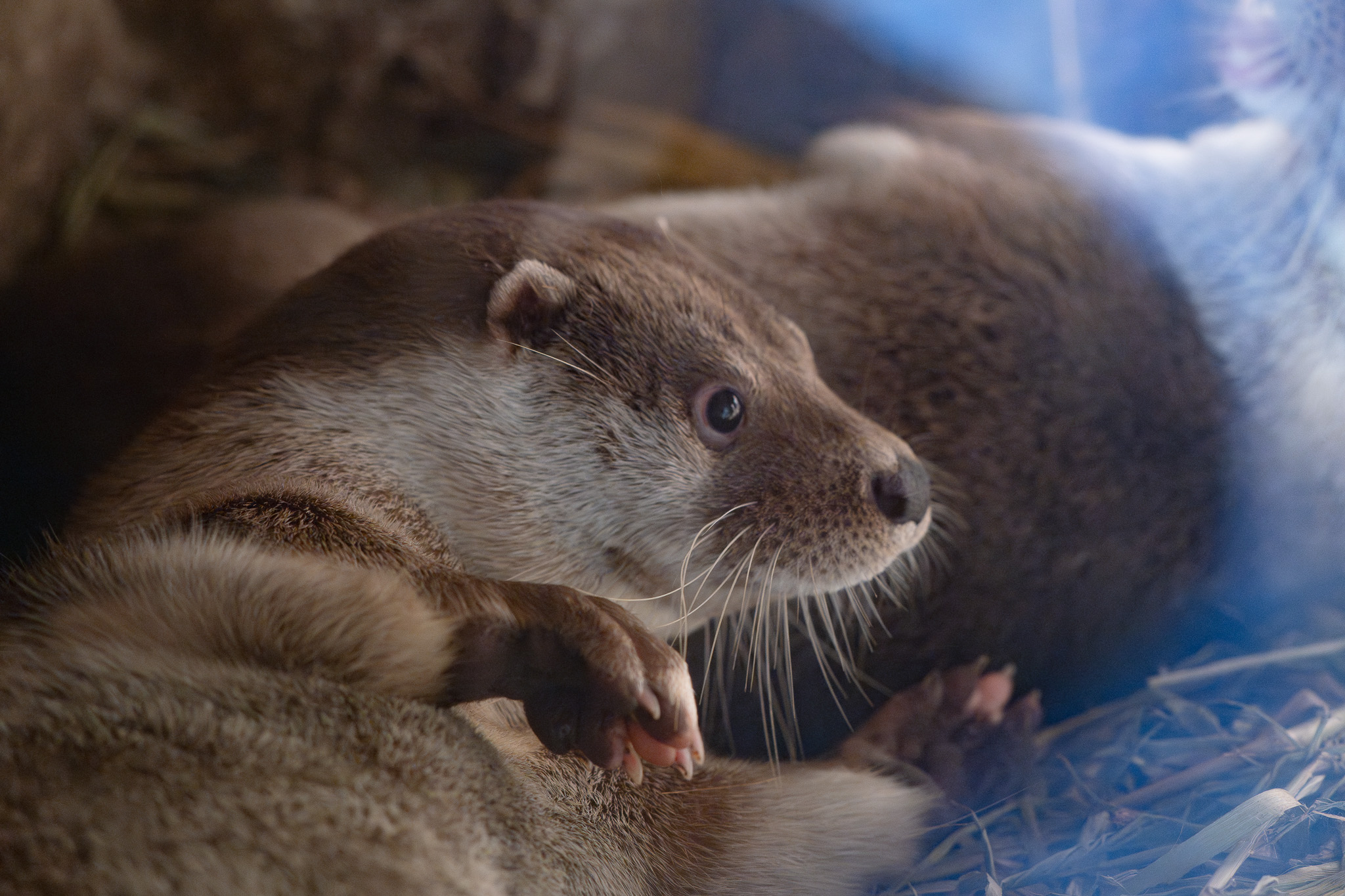 動物園夜間開放明起登場 首周活動揭密歐亞水獺習性 S 4513914 0