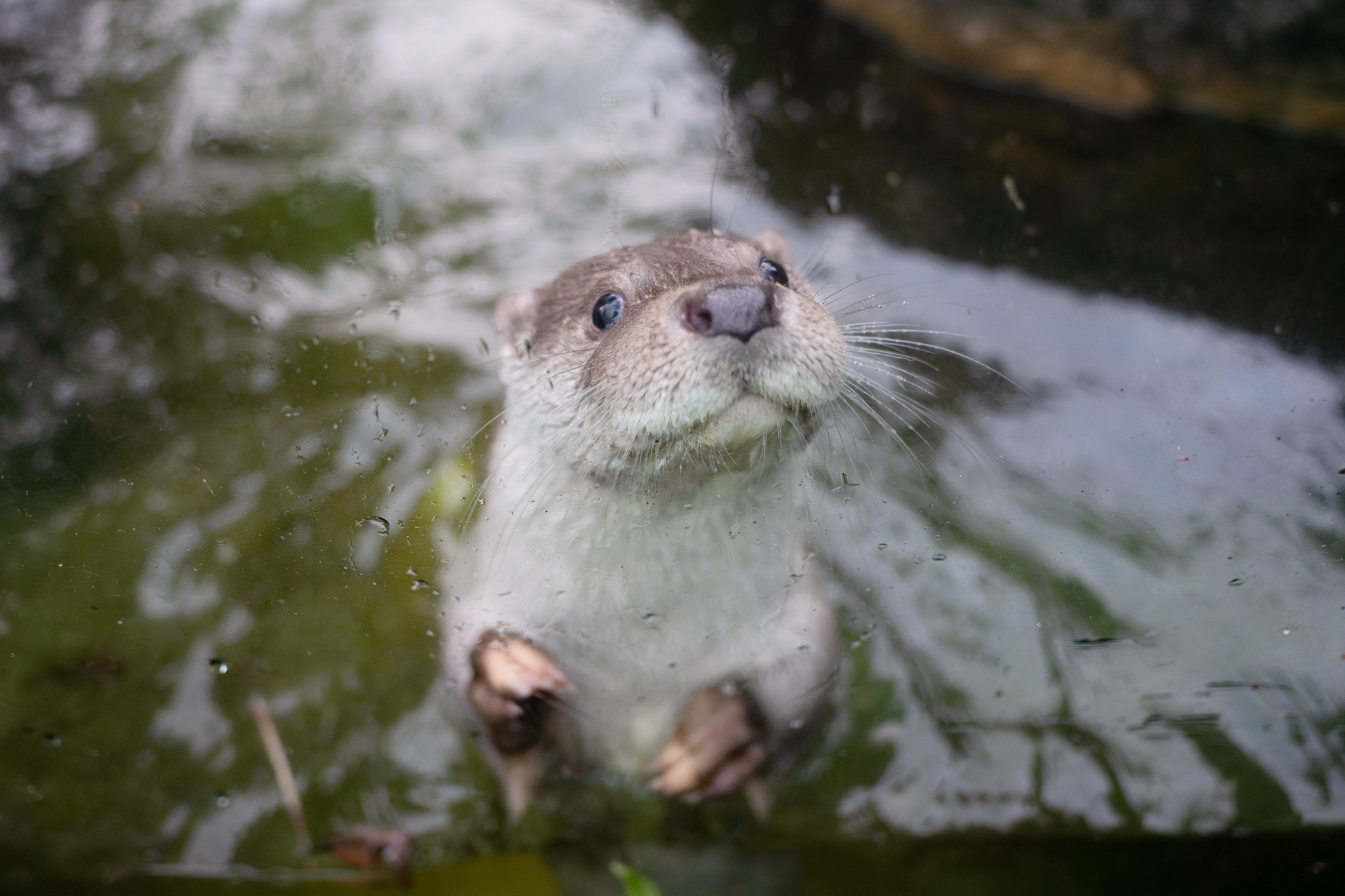 動物園夜間開放明起登場 首周活動揭密歐亞水獺習性
